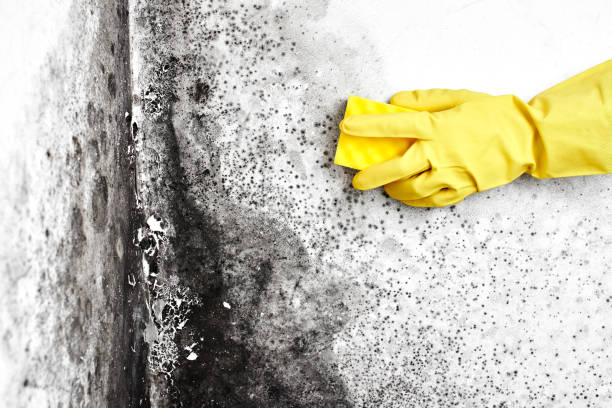Best Commercial Mold Removal  in Middleburg, PA