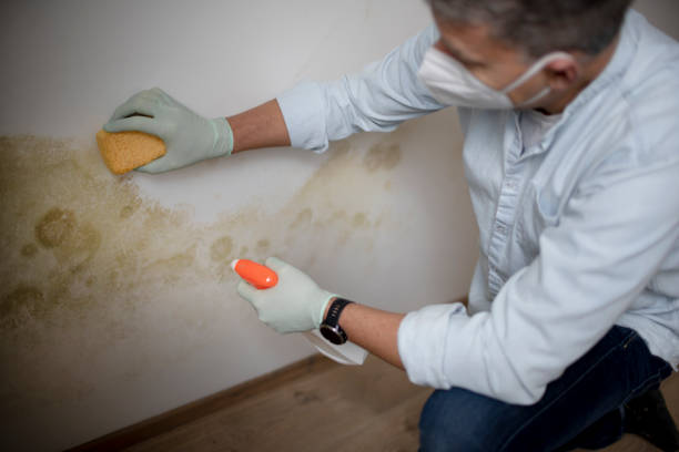 Best Emergency Mold Removal  in Middleburg, PA