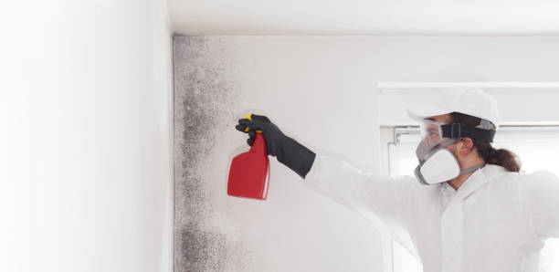 Best Local Mold Removal Service  in Middleburg, PA