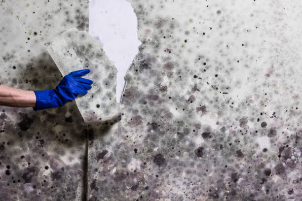 Best Mold Damage Repair  in Middleburg, PA