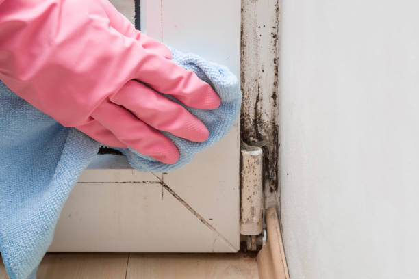 Best Residential Mold Removal  in Middleburg, PA